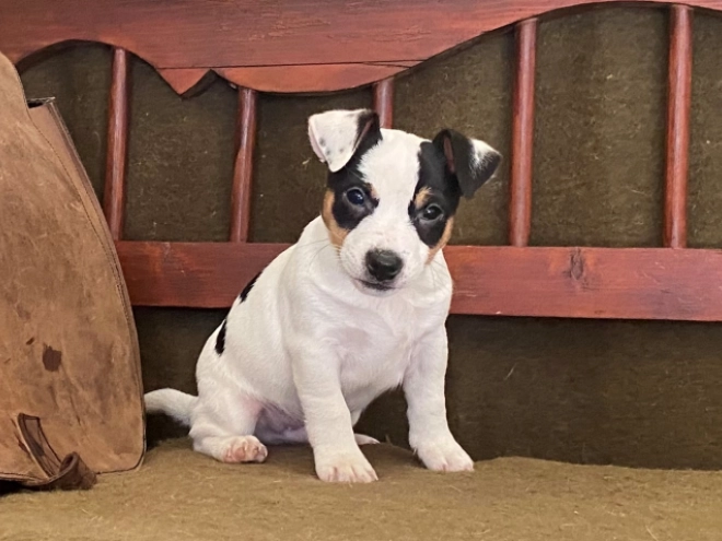 Jack-Russell-Terrier Welpe zu verkaufen