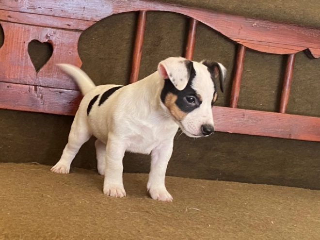 Jack-Russell-Terrier Welpe zu verkaufen