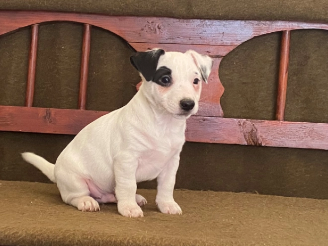 Jack Russell Terrier puppy for sale