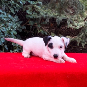 Perros Jack Russell Terrier en venta
