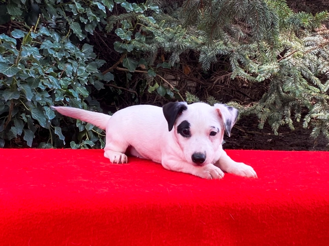 Perros Jack Russell Terrier en venta