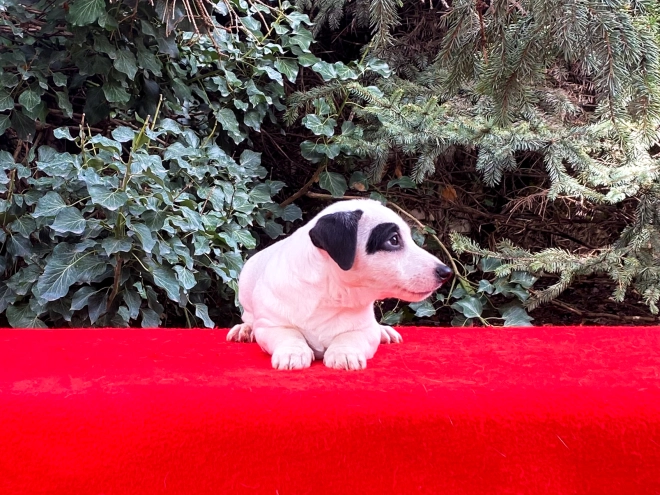 Perros Jack Russell Terrier en venta