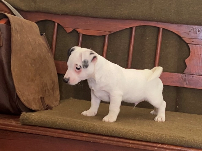 Jack Russell Terrier puppy for sale