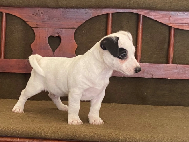 Jack Russell Terrier puppy for sale