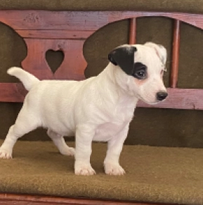 Jack-Russell-Terrier Welpe zu verkaufen