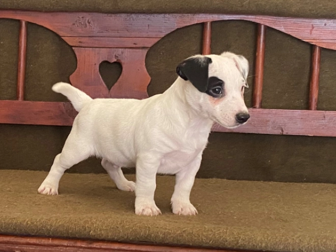 Jack Russell Terrier puppy for sale