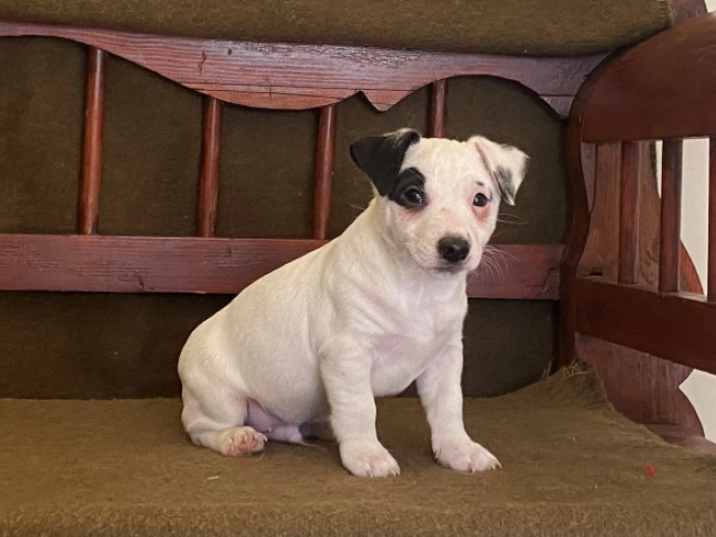 Jack Russell Terrier puppy for sale