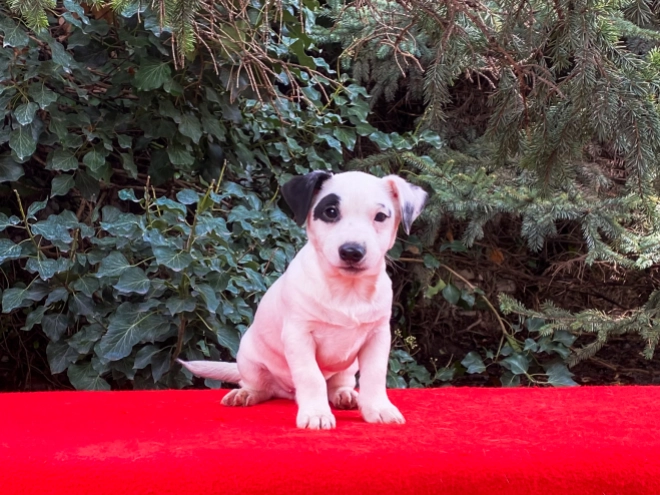 Perros Jack Russell Terrier en venta