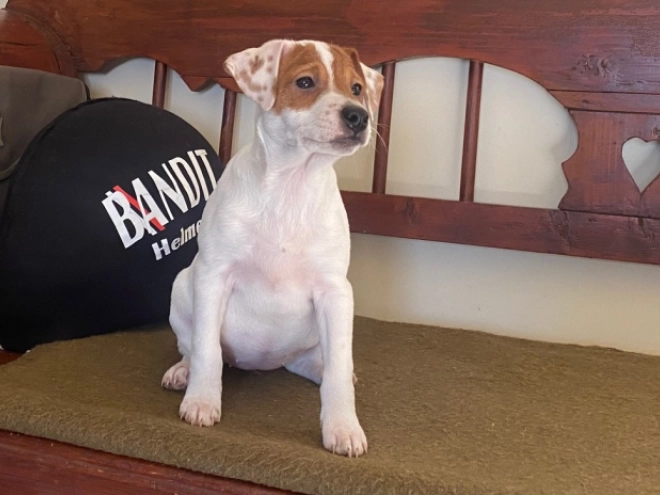 Jack Russell Terrier puppy for sale