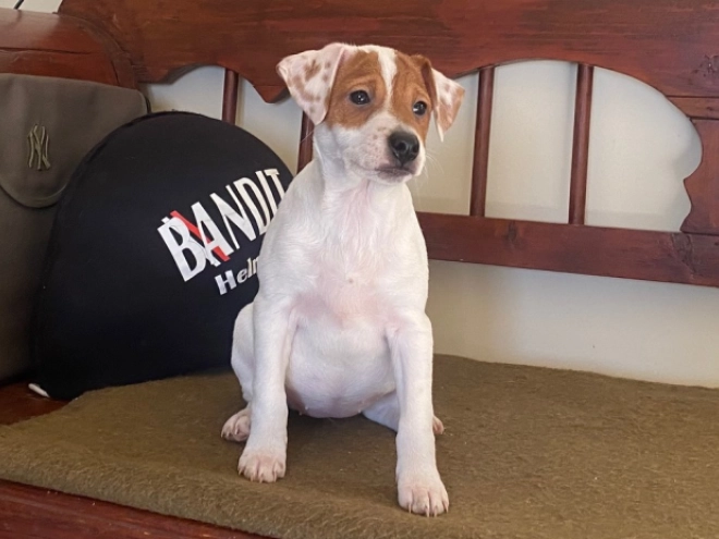 Jack Russell Terrier puppy for sale