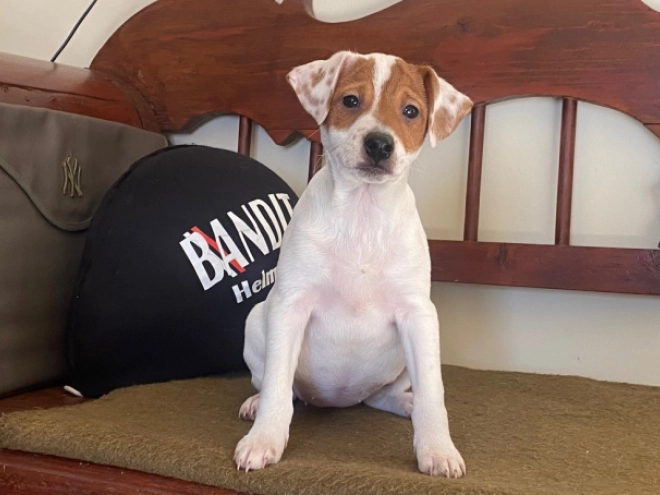 Jack Russell Terrier puppy for sale