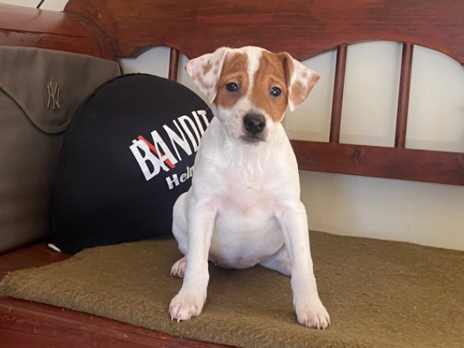 Jack Russell Terrier puppy for sale