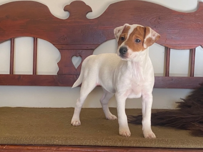 Jack Russell Terrier puppy for sale