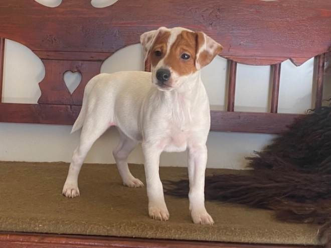 Jack Russell Terrier puppy for sale