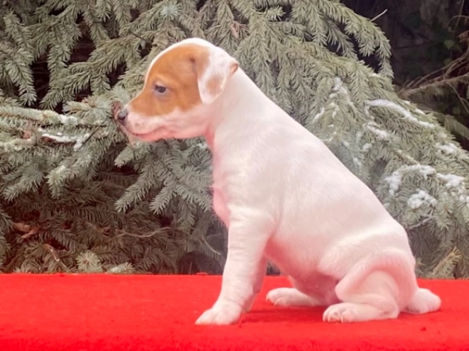 Jack Russell Terrier puppy for sale