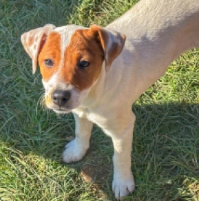Jack-Russell-Terrier puppy