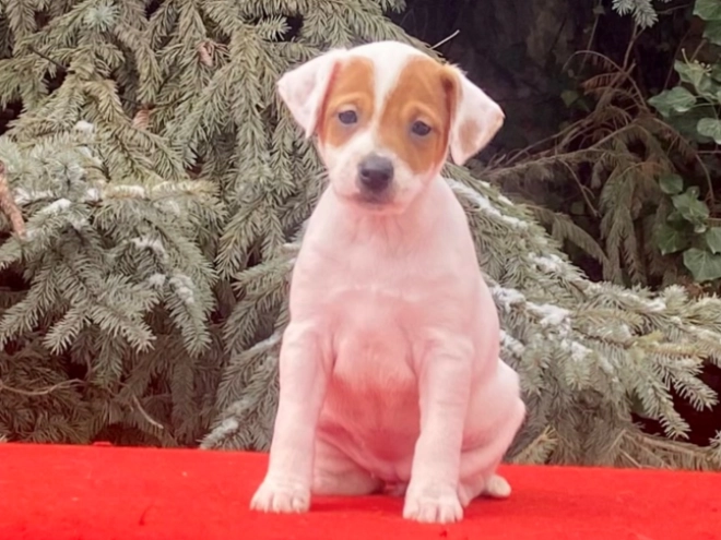 Jack Russell Terrier puppy for sale