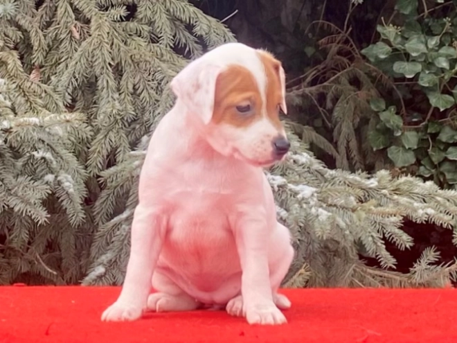 Jack Russell Terrier puppy for sale