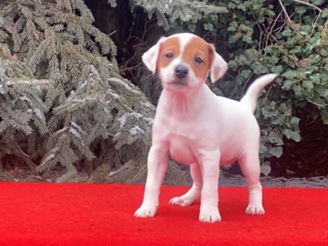 Jack Russell Terrier puppy for sale
