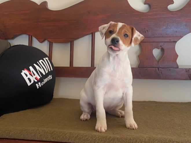 Jack Russell Terrier puppy for sale