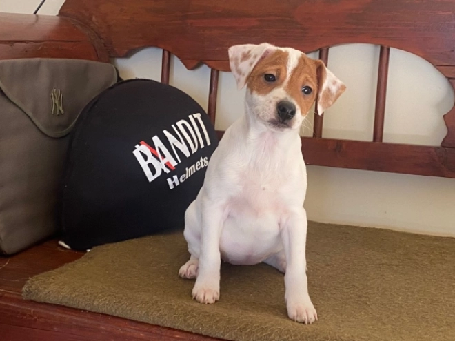 Jack Russell Terrier puppy for sale