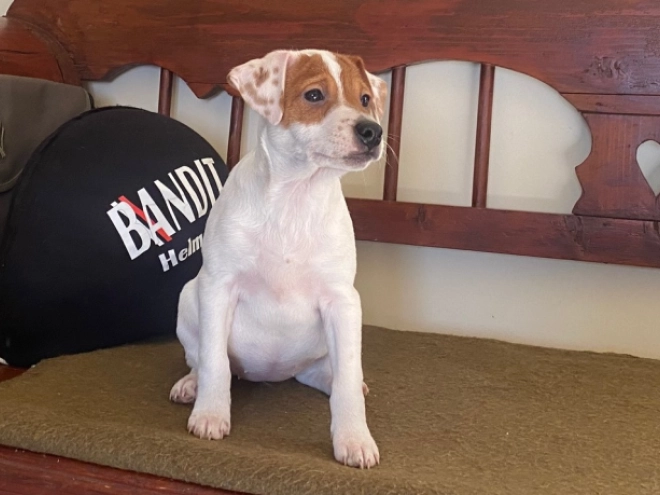 Jack Russell Terrier puppy for sale