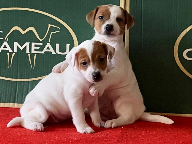 Jack Russell Terrier puppy for sale