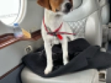 My Dog Skip - parson - Jack-Russell-Terrier, EuroPuppy review from Schweiz