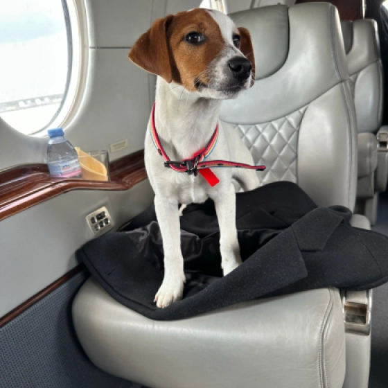 My Dog Skip - parson - Jack Russell Terrier, EuroPuppy review from Suiza
