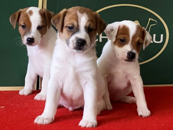 Jack Russell Terrier puppy for sale