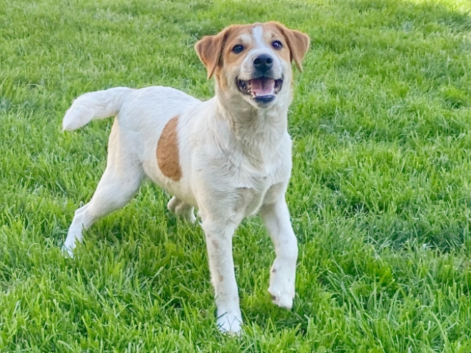 Perros Jack Russell Terrier en venta