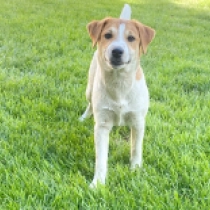 Kent – Parson, bicolor Jack-Russell-Terrier Welpen kaufen