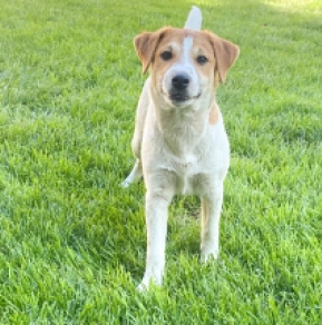 Jack Russell Terrier puppy for sale