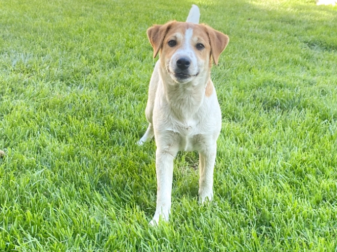 Perros Jack Russell Terrier en venta