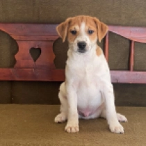 Jack-Russell-Terrier Welpe zu verkaufen