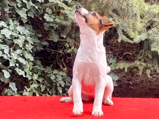 Jack Russell Terrier puppy for sale