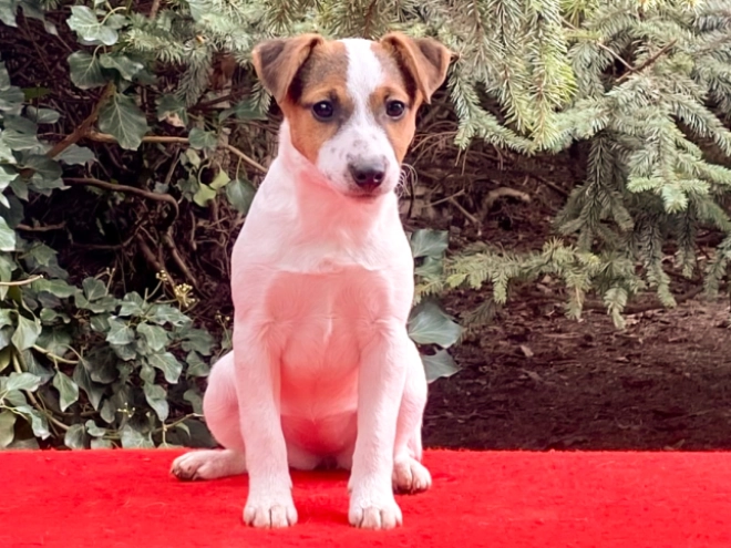 Jack Russell Terrier puppy for sale