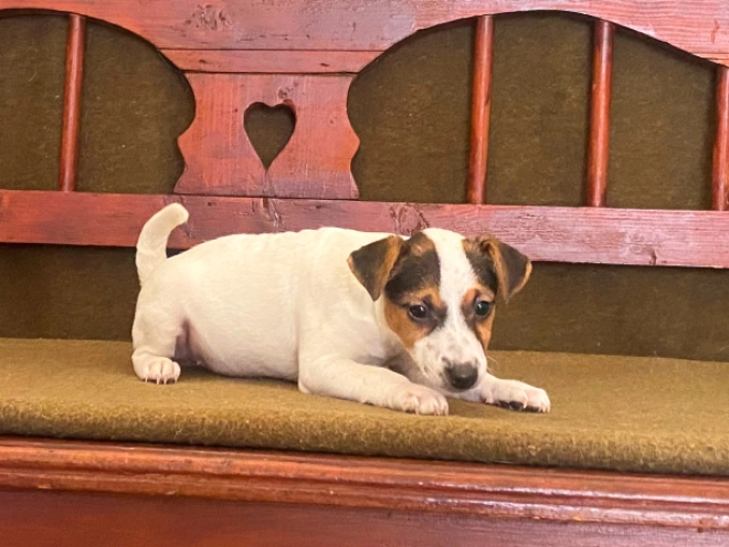 Jack-Russell-Terrier Welpe zu verkaufen