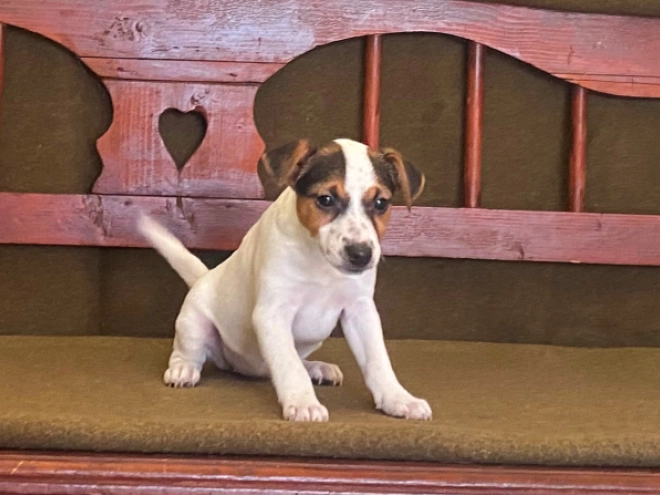 Jack-Russell-Terrier Welpe zu verkaufen