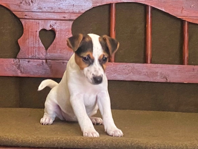 Jack-Russell-Terrier Welpe zu verkaufen