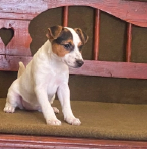 Perros Jack Russell Terrier en venta