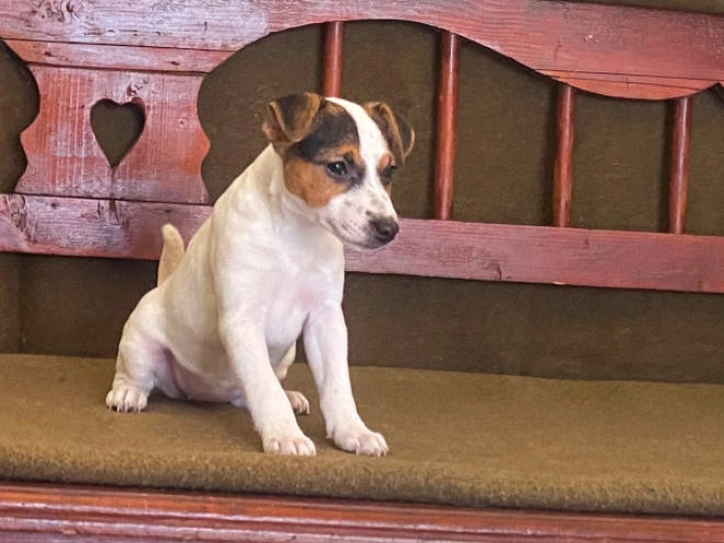 Jack-Russell-Terrier Welpe zu verkaufen