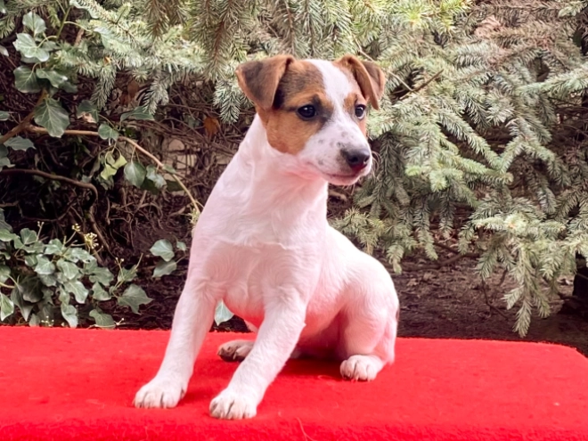 Jack Russell Terrier puppy for sale