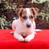 Jack Russell Terrier puppy for sale