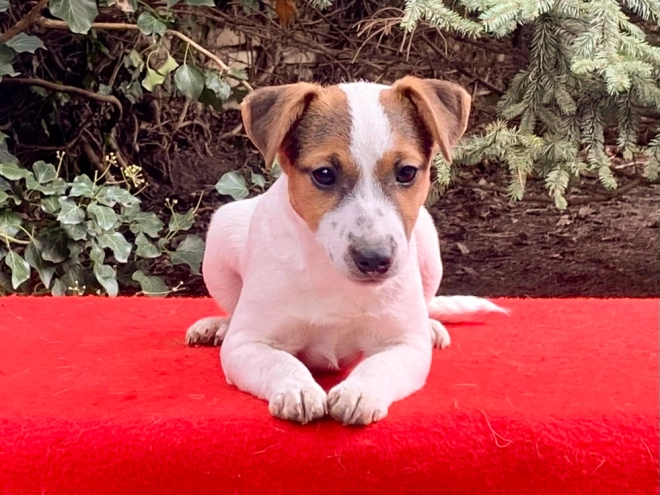 Jack Russell Terrier puppy for sale