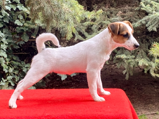 Jack Russell Terrier puppy for sale