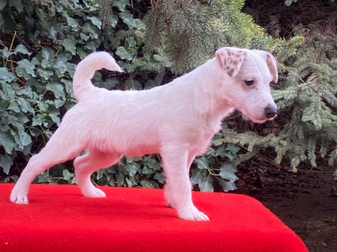 Perros Jack Russell Terrier en venta