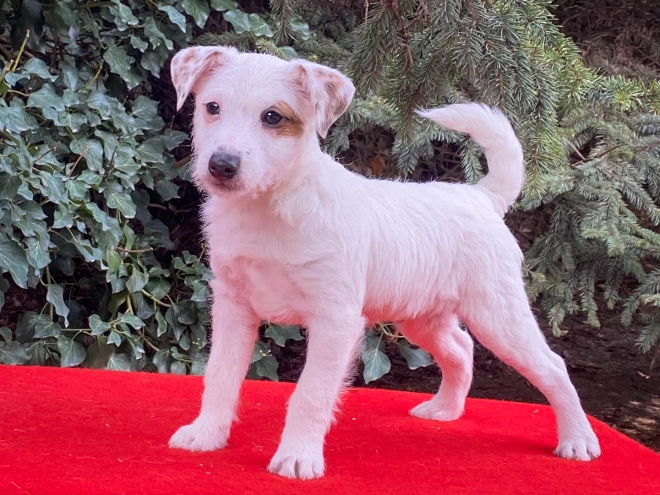 Perros Jack Russell Terrier en venta