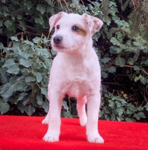 Perros Jack Russell Terrier en venta