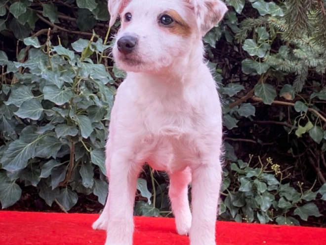 Perros Jack Russell Terrier en venta